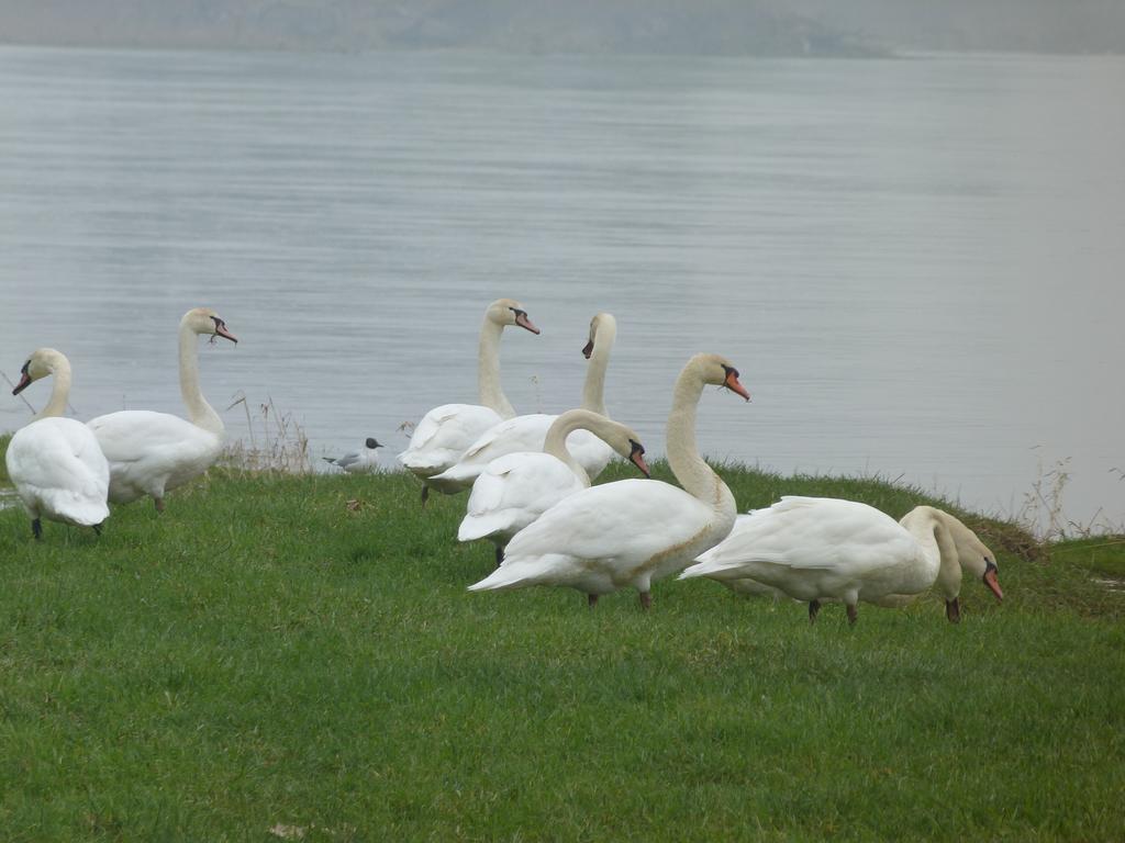 Les Gites De Colliers Muides-sur-Loire Camera foto