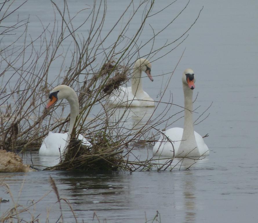 Les Gites De Colliers Muides-sur-Loire Camera foto
